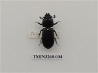 藏品(黑豔蟲)的圖片